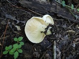 Lactarius acris image