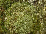 Placidium arboreum image