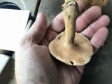 Tylopilus tabacinus image