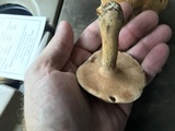 Tylopilus tabacinus image