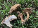Tylopilus tabacinus image