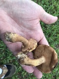 Tylopilus tabacinus image