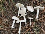 Amanita porphyria image