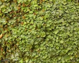 Placidium arboreum image