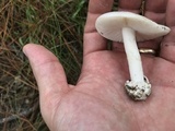 Amanita porphyria image