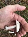 Amanita porphyria image