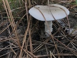 Amanita porphyria image