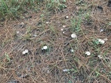 Amanita porphyria image