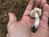 Amanita porphyria image