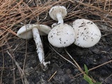 Amanita porphyria image