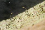 Chaenotheca trichialis image