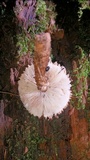 Leucopholiota decorosa image