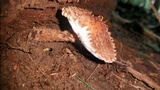 Leucopholiota decorosa image
