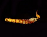 Ophiocordyceps variabilis image