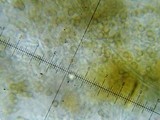 Chaenotheca trichialis image