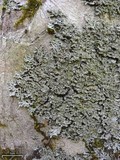Heterodermia squamulosa image