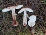 Amanita cruentilemurum image
