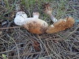 Amanita cruentilemurum image