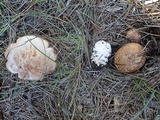 Amanita cruentilemurum image