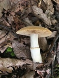 Cortinarius caperatus image