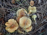 Pholiota spumosa image