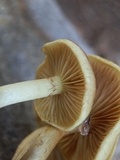 Pholiota spumosa image