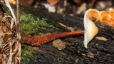 Gymnopus spongiosus image