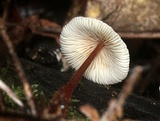 Gymnopus spongiosus image