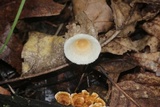Gymnopus spongiosus image