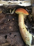Leccinum longicurvipes image