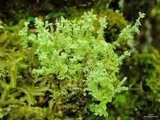 Cladonia squamosa image