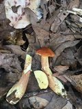 Leccinum longicurvipes image