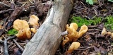Spathularia flavida image