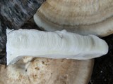 Trametes cubensis image