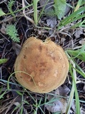 Boletus oregonensis image