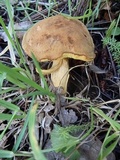 Boletus oregonensis image