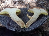 Boletus oregonensis image