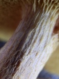 Boletus oregonensis image