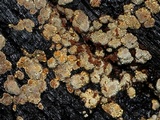 Xylobolus frustulatus image