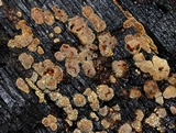 Xylobolus frustulatus image