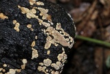 Xylobolus frustulatus image