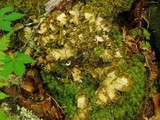 Peltigera neopolydactyla image