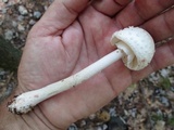 Amanita rubescens var. rubescens image