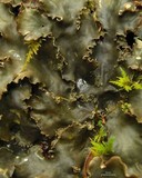 Peltigera phyllidiosa image