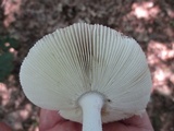 Amanita sect. Vaginatae image