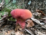 Boletus pallidoroseus image