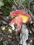 Boletus pallidoroseus image