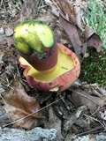 Boletus pallidoroseus image