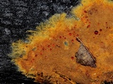 Botryobasidium aureum image