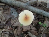 Amanita sect. Vaginatae image